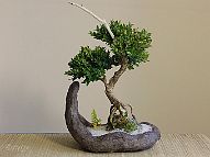 Buis-bonsai Buis N°2 - 2006 - Buxus sempervirens L.